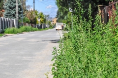 22.07.2025_Dzialkowa-5